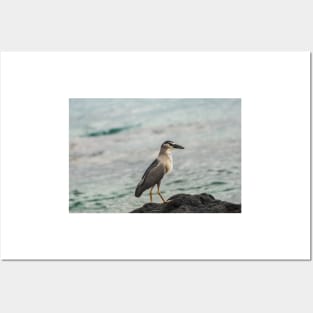 Black-crowned night heron of hawaii 4 Posters and Art